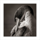 Preening Cormorant