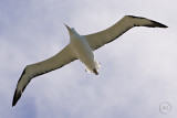 Northen Royal Albatross