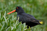 Variable Oyster catcher
