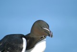 010  RAZORBILL