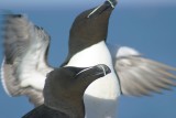 021   RAZORBILL