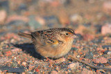 066  GRASSHOPPER SPARROW