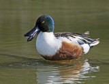 Northern Shoveler