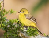 Orchard Oriole (F)