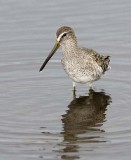 Long-billed Dowitcher