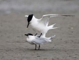 Sandwitch Tern (Mating)