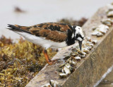 Ruddy Turnstone