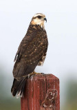 Snail Kite (F)