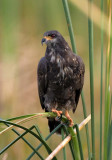 Snail Kite (F)