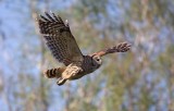 Barred Owl