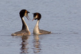Great Crested Grebe Pair (Podiceps cristatus)