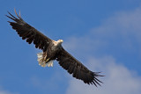  Austvgy Island: Trollfjord Tour: Sea Eagle