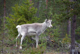 Oulanka National Park: Small Beartrek: Young Reindeer