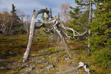 Pyhä-Luosto National Park: Noitatunturi Trek: Strange Tree
