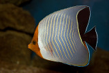 Orange-Face Butterflyfish (chaetodon larvatus)
