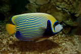 Emperor Angelfish (pomacanthus imperator)