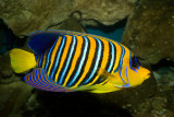 Royal(Regal) Angelfish (pygoplites diacanthus)