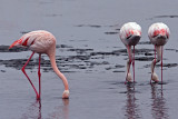 1+2 (Flamingos Eating)