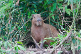 Early Morning Capybara