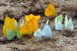 Mineral Junkies (Orange-Barred Sulphur Butterflies)