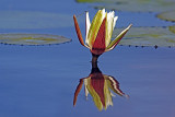 Water Lily