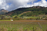 Grape Plantation