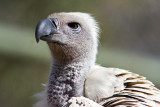 African White-Backed Vulture