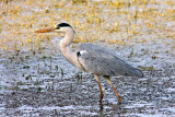 Grey Heron