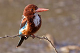 White Breasted Kingfisher
