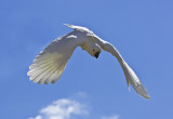 Sulphur Crested Cockatoo