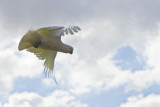 Sulphur Crested Cockatoo