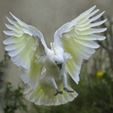 Sulphur Crested Cockatoo