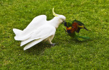 Sulphur Crested Cockatoo and Rainbow Lorikeet