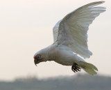 Long-billed Corella