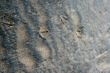 In the Sand