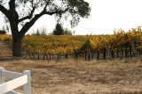 Vineyards in Paso Robles