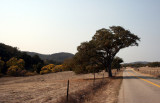 Vineyards in Paso Robles
