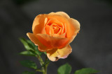 From the Backyard