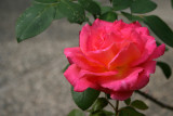 From the Backyard