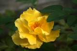 From the Backyard