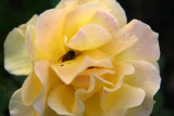 IMG_1708.JPG