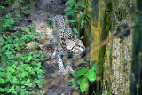 Ocelot