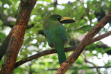 Emerald Toucanet