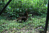 Coati