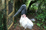 Illusive Jabiru
