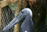 Jabiru