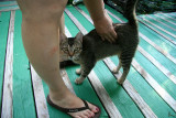 Our adopted pet away from home