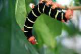 Unidentified Caterpillar