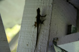 Gecko