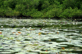 Northern Jacana